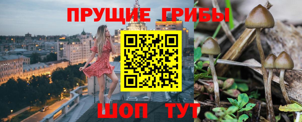 Псилоцибиновые грибы Psilocybine cubensis Химки